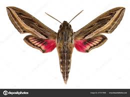 Image result for Hippotion celerio