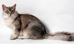 GCCF Online > Cat Breeds > Asian