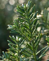The yewtopia plum yew is the south's answer to english shrub yews! Yewtopia Plum Yew Cephalotaxus Harringtonia Yewtopia Miami By Southern Living Plant Collection Houzz