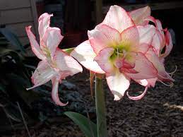 Amaryllis Florida S Spring Bulb Spring Bulbs Planting Flowers Florida Springs
