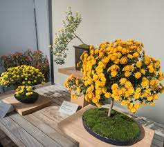 We are not talking about intensive production here but it shows just how flexible and efficient the system can be. Longwoodgardens On Twitter Bonsai Mums Find Out About These Mini Mum Works Of Art On Our Blog Http T Co Qgv554unah Http T Co Bu4vprk4n0