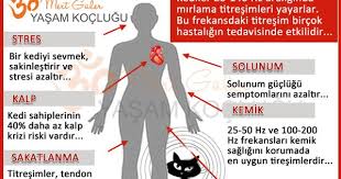 Kedi Mirlamasinin Iyilestirici Gucu Nalan In Dunyasi Diy Recycling Upcycling Geridonusum Ileridonusum Crochet Re 2020 Kedi Parapsikoloji Yasam Koclugu