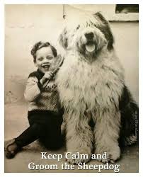 Black And White Old English Sheepdog Puppy Keep Calm And Groom The Sheepdog Vintage Oes Old English Sheepdog English Sheepdog Sheepdog