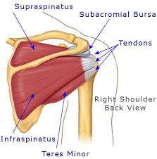 Around the shoulder, muscles in the back, neck, shoulder, chest and upper arm all work together to support and move the shoulder. Shoulder Strain Casues Symptoms Treament Details