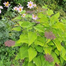 1 x lime white petal hot pink artificial flower garland gold leaf (190cm) décor. Salvia Involucrata Var Puberula El Butano