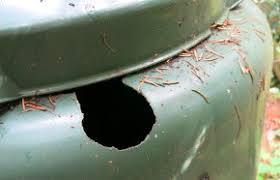 Mit unseren tipps finden sie die richtigen lösungen. Ratten Anzeichen Folgen Und Bekampfung
