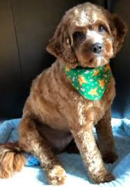 Cavapoos are popular because of their calm temperament and sweet nature. Cavapoo Size Full Grown How Big Do Cavapoos Get Toy Mini