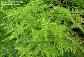 Image result for Asparagus natalensis