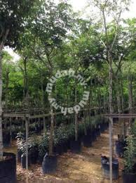 Puisi hujan, image via canva.com/goodminds.id. Rain Tree Pokok Hujan Samanea Saman Garden Items For Sale In Old Klang Road Kuala Lumpur Mudah My