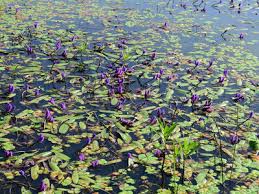 Image result for Aponogeton desertorum