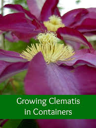 This will ensure that the rootball is totally wet. Growing Clematis In Containers