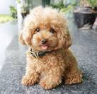 Neverland Doodles – Labradoodle Puppies Virginia, West ...