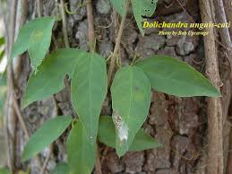 Image result for Dolichandra unguis-cati