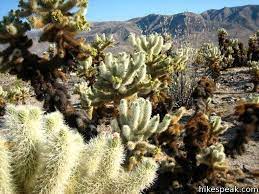 Because joshua tree has its own particular set of safety issues, from high temperatures to remote climbing spots, it pays to do your homework first. Cholla Cactus Garden Joshua Tree Hikespeak Com