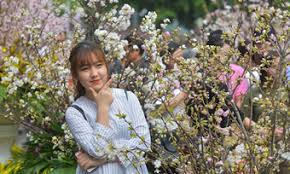 Kết quả hình ảnh cho xem ảnh hoa anh túc