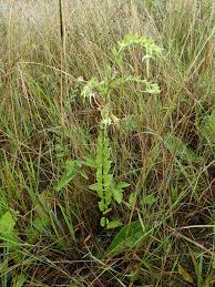 Image result for Caperonia fistulosa