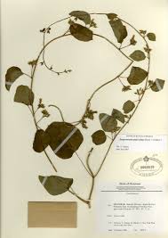 Image result for Jacquemontia paniculata