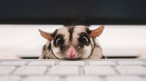 Why You Should Rethink Buying That Sugar Glider Pet Sugar Glider Pet Sugar Glider Pets