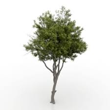 Brown tree on body of water under blue sky during night time. 3d Trees Models Free Download Downloadfree3d Com