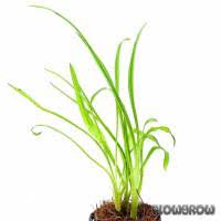 This is a list of all species of cryptocoryne with three letter codes for each one, a system used by j.j. Cryptocoryne Retrospiralis Gedrehter Wasserkelch Flowgrow Wasserpflanzen Datenbank