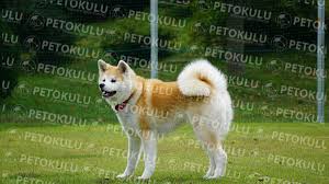 Akita Inu Cinsi Kopek Egitimi Ve Ozellikleri Pet Okulu