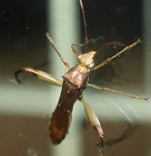 All about life cycle, combat methods, prophylaxis and defensive plant its damage is so severe that the potato bug was even considered as a biological weapon in the middle of the 20th century. Rob S Plants Beetles And Bugs