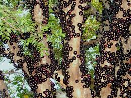 Unlike other fruits, flowers and fruit can grow even when there is snow or frost late into the spring. The Jabuticaba When Tropical Fruit Grows On The Tree Trunk Whatagreenlife