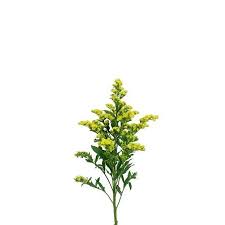 Image result for Solidago