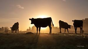 Farmers use 'smart collar' tech to monitor bird flu, other illnesses in  cattle