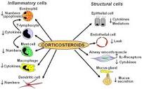 Pharmaceuticals | Free Full-Text | Inhaled Corticosteroids