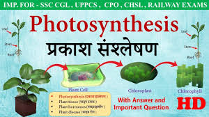 Photosynthesis In Hindi प रक श स श ल षण Biology For Ssc Cgl Bank Po Ssc Cpo Railway Exam Youtube