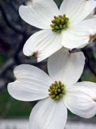 Across most of north america it can be. Bury Me Please Under A Dogwood Tree Dogwood Trees Dogwood Flowers Dogwood