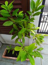 This page offers up bay leaf seeds, but instead the sender provides dried terminalia chebula fruit. Daun Salam Local Bay Leaves Furniture Home Living Gardening Plants Seeds On Carousell