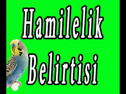 Muhabbet Kusu Hamile Oldugunu Nasil Anlasilir Youtube