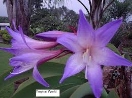 Image result for Volusia amboinensis