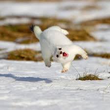Happy Stoat Gluckliche Tiere Tiere Flauschige Tiere