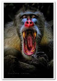 Singapore Zoo Mandrill Animal Photography Animals Beautiful Colorful Animals