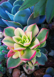 Kiwi aeonium plants growing in bright light have light green and red leaves. Aeonium Kiwi Aeonium Haworthii Aeonium Succies Com Au