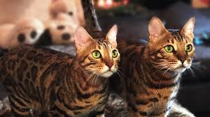 Check spelling or type a new query. Katzen Challenge Bei Apecrime Featured