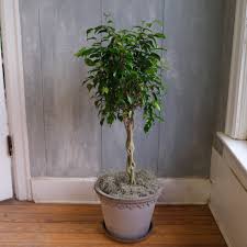 Image result for Ficus