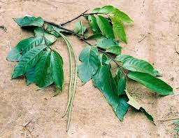 Image result for Holarrhena floribunda