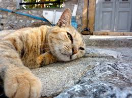 Compare quotes from multiple providers. Pet Shipping To Greece Animal Transport Company Air Transport Animal