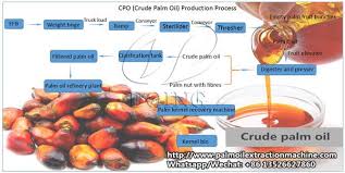 After refining, the oil may be extraction of oil from the palm kernels is generally separate from palm oil extraction, and will often be carried out in mills that process other oilseeds. Palm Oil Mill Process Is Quite Different From Other Oil Seeds Processing Palm Oil Mill Process Includes 6 Parts Palm Fruits Rec Palm Oil Oils Palm Kernel Oil