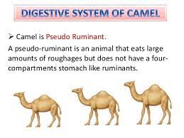 The llama, the alpaca, the guanaco. Does A Camel Really Have 3 Stomachs Quora