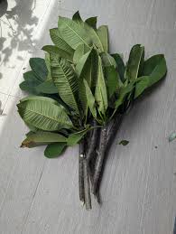 Image result for Paropsia