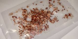 Check spelling or type a new query. Chinese Seeds In Mail What Are They Seeds From China Scam