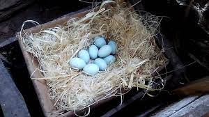 Telur ayam berwarna hijau mirip telur bebek kok bisa ?? Telur Ayam Tapi Biru Youtube