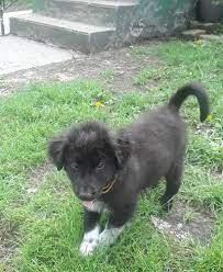 It is notably longer than it is tall. Great Pyrenees Border Collie Mix Cheap Buy Online