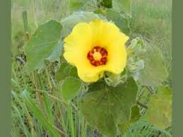 Image result for Hibiscus panduriformis