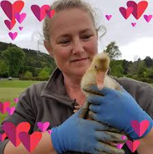 Tennis balls upcycled into homes for harvest mice